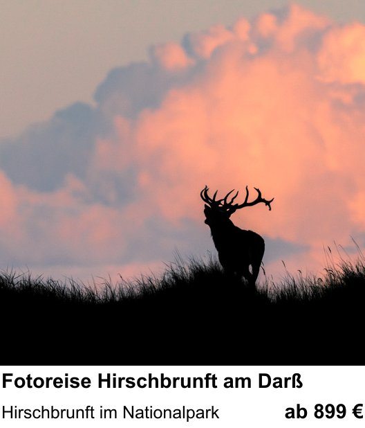 Kreativer Fotoworkshop: Fotoreise Hirschbrunft am Darß – Hirschbrunft im Nationalpark