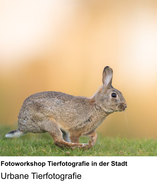 Lerne Fotoworkshop Tierfotografie in der Stadt in Berlin – Urbane Tierfotografie