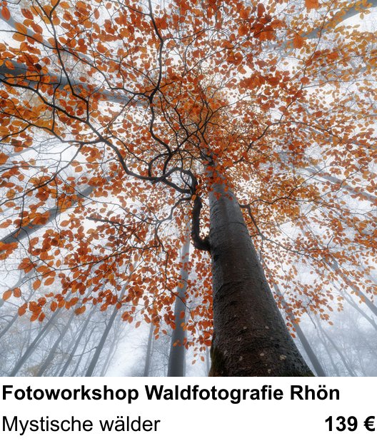 Kreativer Fotoworkshop: Fotoworkshop Waldfotografie Rhön – Mystische wälder