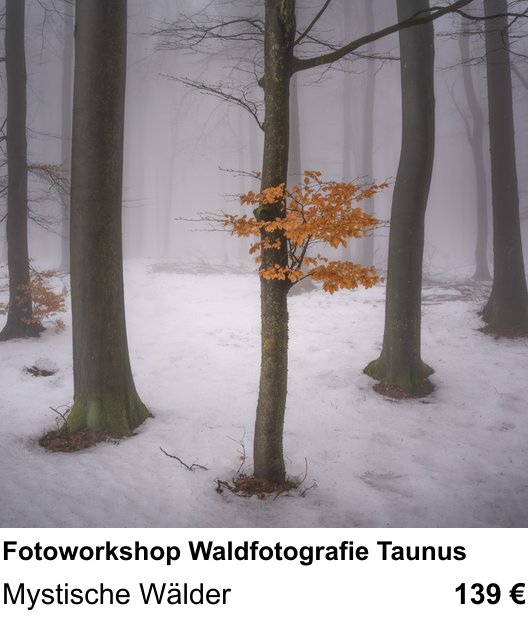 Kreativer Fotoworkshop: Fotoworkshop Waldfotografie Taunus – Mystische Wälder