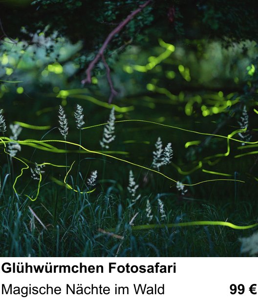Kreativer Fotoworkshop: Glühwürmchen Fotosafari – Magische Nächte im Wald