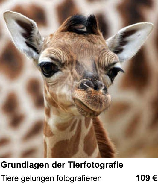 Lerne Grundlagen der Tierfotografie in Berlin – Tiere gelungen fotografieren