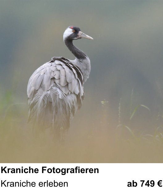 Kreativer Fotoworkshop: Kraniche Fotografieren – Kraniche erleben