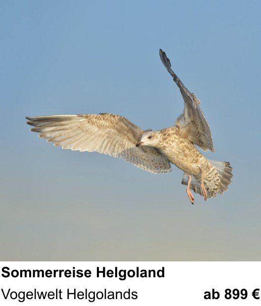 Kreativer Fotoworkshop: Vogelfotografie auf Helgoland – Vogelwelt Helgolands