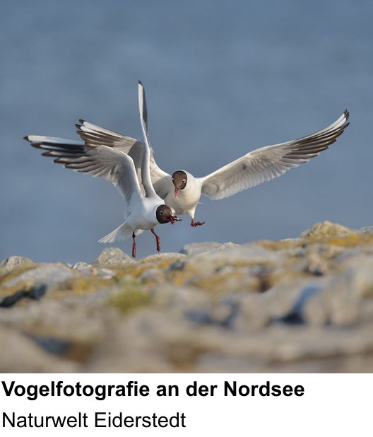 Kreativer Fotoworkshop: Vögel in Eiderstedt fotografieren – Naturwelt Eiderstedt