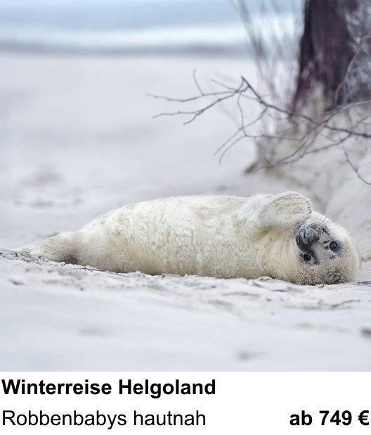 Kreativer Fotoworkshop: Robbenfotografie auf Helgoland – Robbenbabys hautnah
