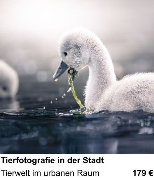 Lerne Tierfotografie in der Stadt in Berlin – Tierwelt im urbanen Raum