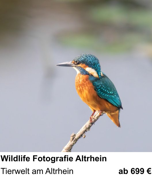 Kreativer Fotoworkshop: Wildlife Fotografie Altrhein – Tierwelt am Altrhein