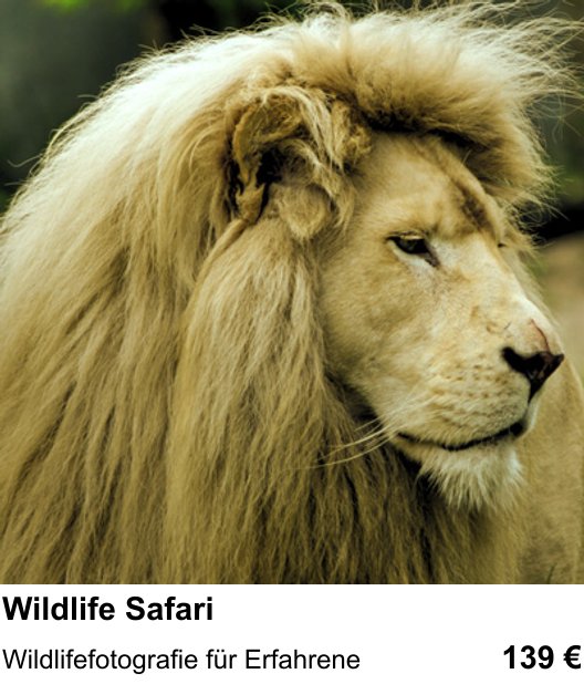 Lerne Wildlife Safari in Berlin – Wildlifefotografie für Erfahrene